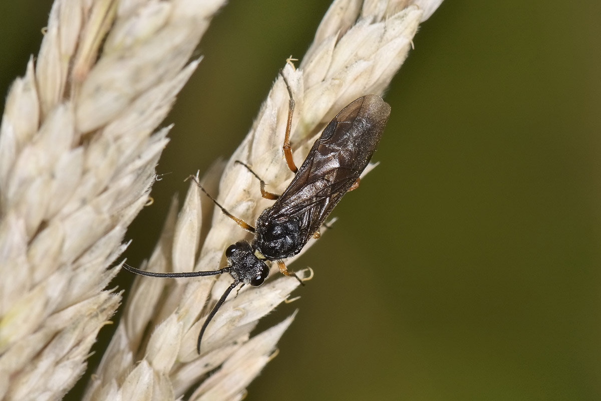 Tenthredinidae: Apethymus sp? no, Dolerus cfr. bajulus